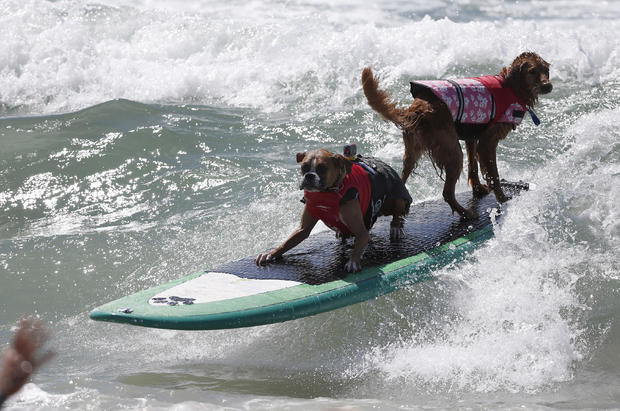 Surf City surf dog contest 