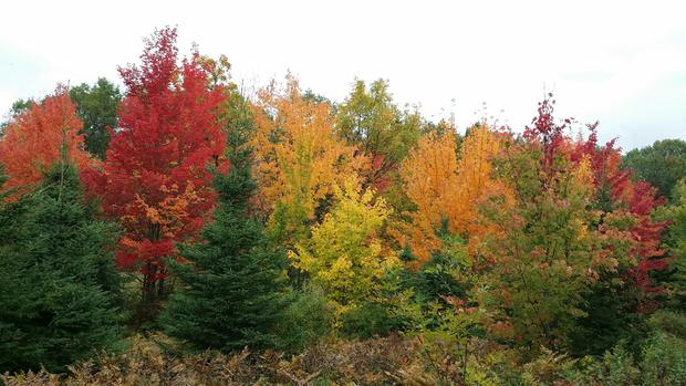 fall-colors-pillsbury-forest-2.jpeg 
