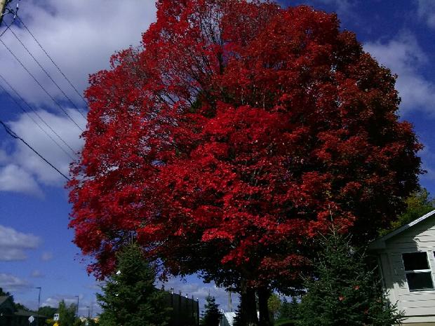 fall-colors-minneapolis.jpg 