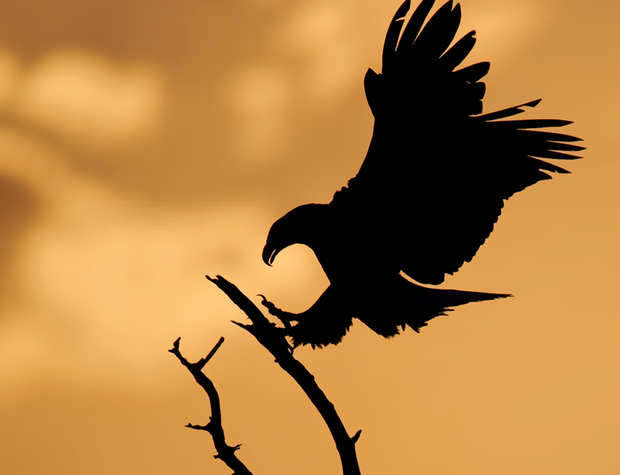 bald-eagle-silhouette-cbs.png 