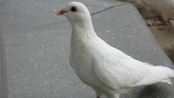 pigeonbyyfa4ncuaahuvx.jpg 