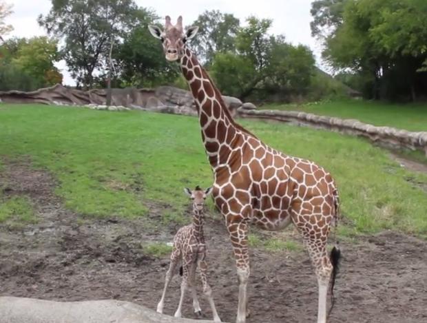 Giraffe calf and mom (Detroit Zoo) 