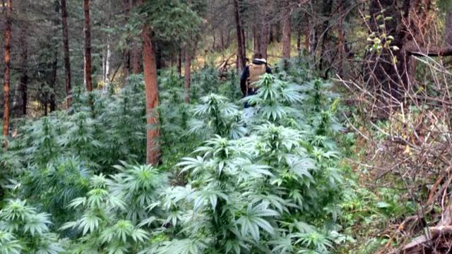 eagle-county-marijuana-grow-1jpg.jpg 