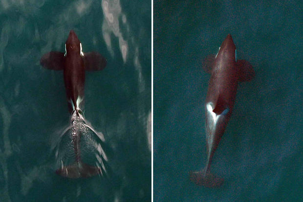 Killer Whales From Above 1 