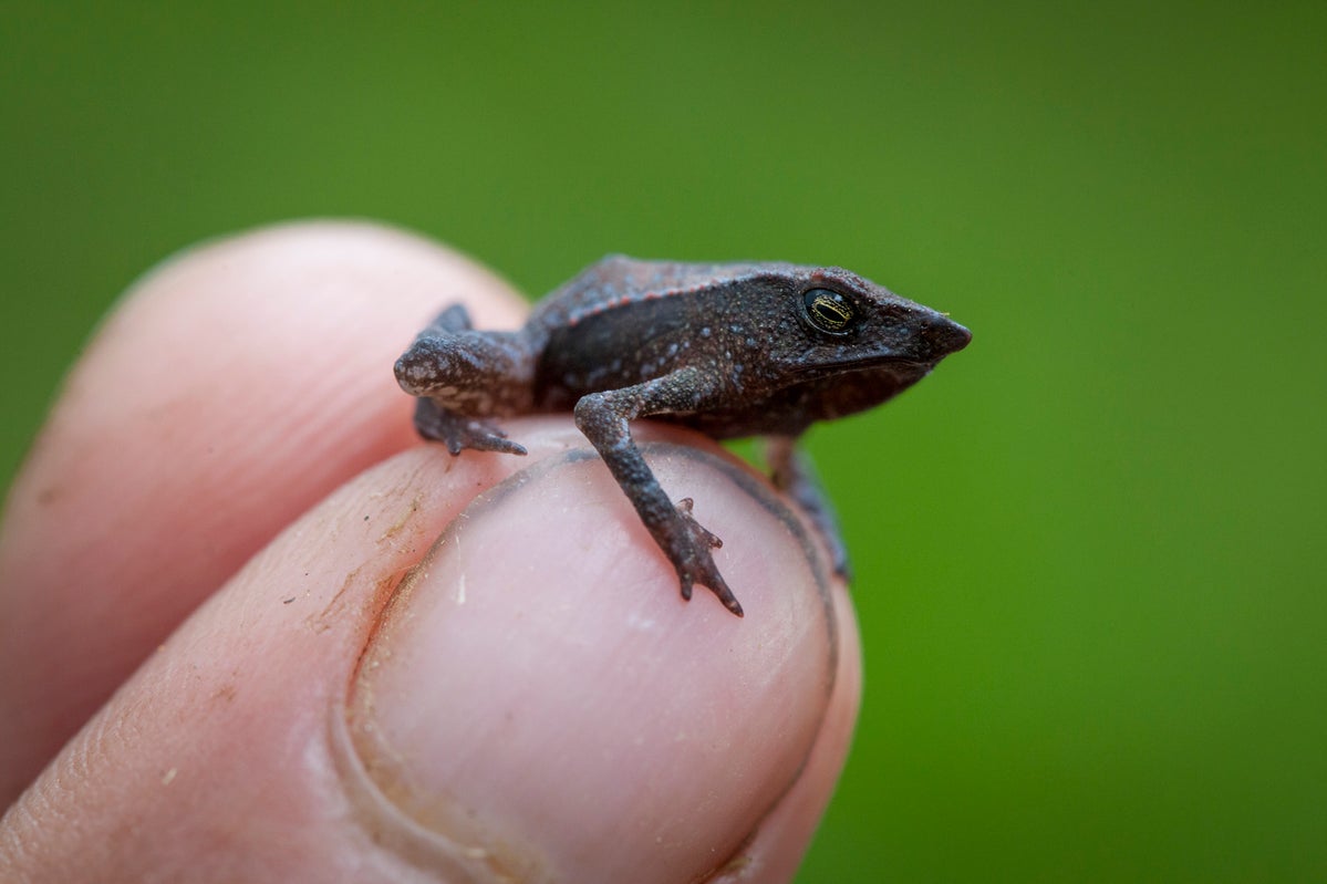 Lost & found: Rare species rediscovered