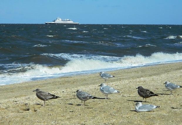 Ferry_Gulls Cape May 