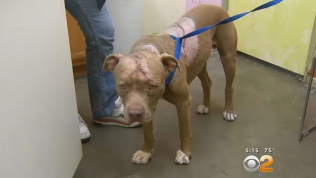 spartacus-two-year-old-pitbull-survived-brutal-knife-attack-1-000-stitches.jpg 