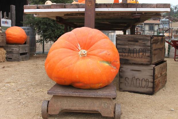 peltzer farms -pumpkins 