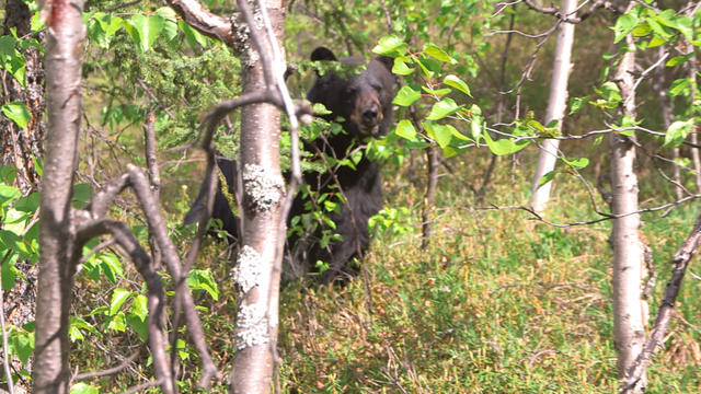 ooyukonbear1920.jpg 