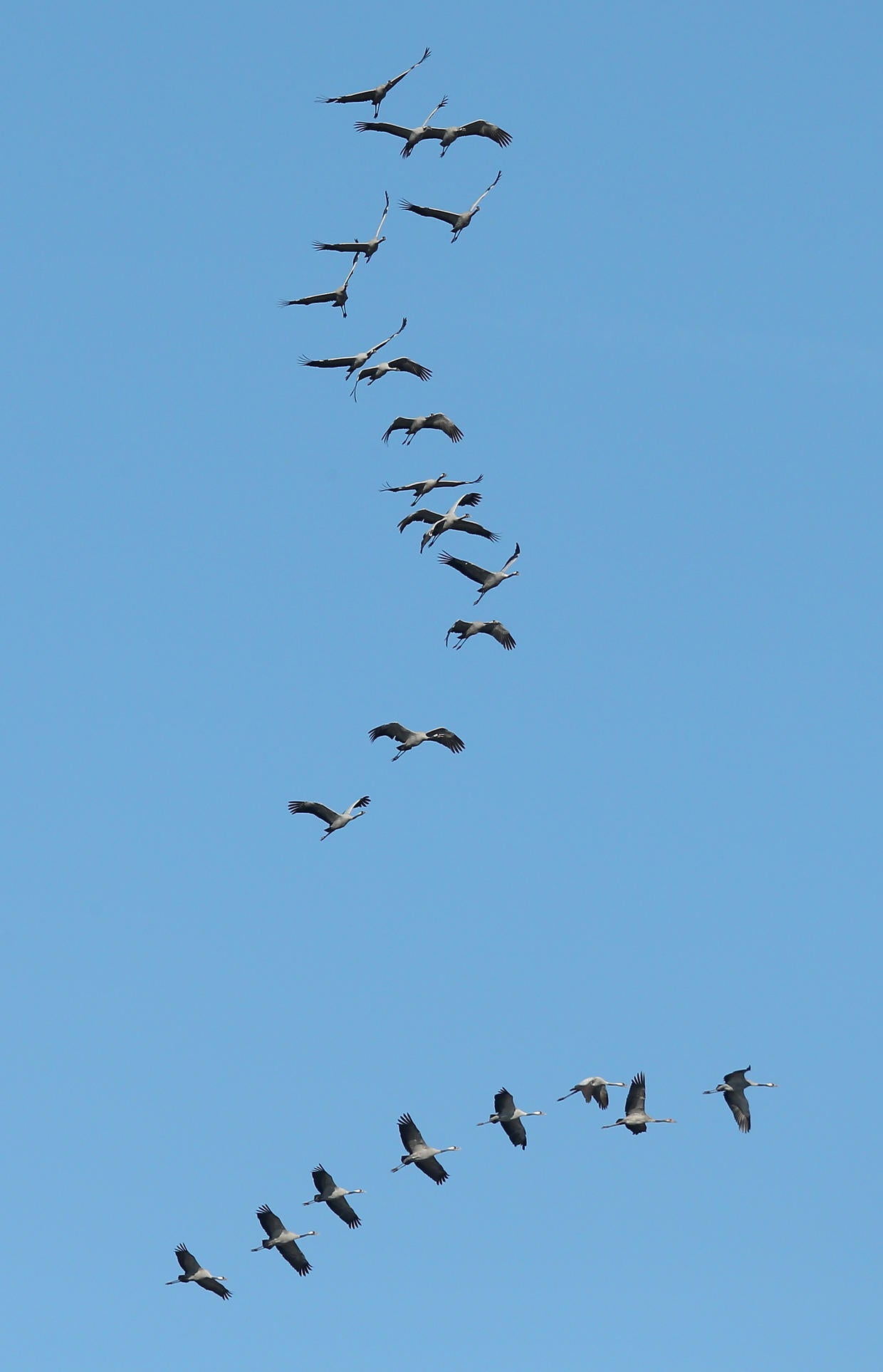 Crane migration