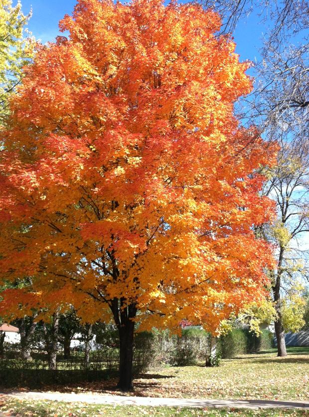 fall-colors-tom-w-hammond-wis.jpeg 