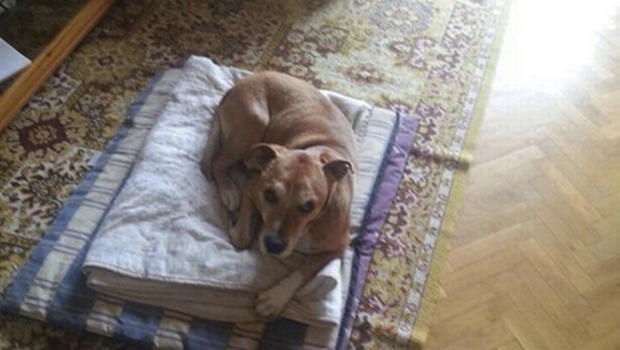 Excalibur, the dog of Spanish nurse Teresa Romero, who contracted Ebola, lies on the floor in this undated handout photo provided Oct. 8, 2014. 
