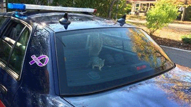 facebook-squirrel.gif 