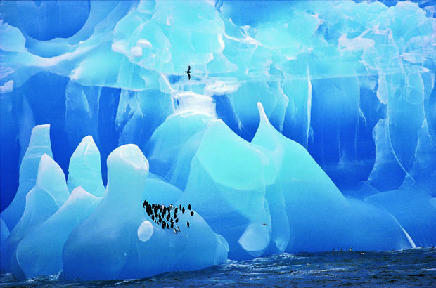 "Blue ice and penguins" 