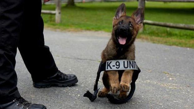 Boston Police Dog Tuco 