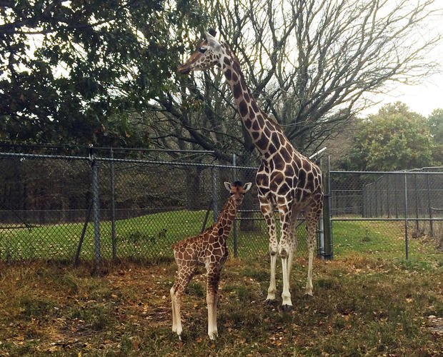 Baby Giraffe Mika 