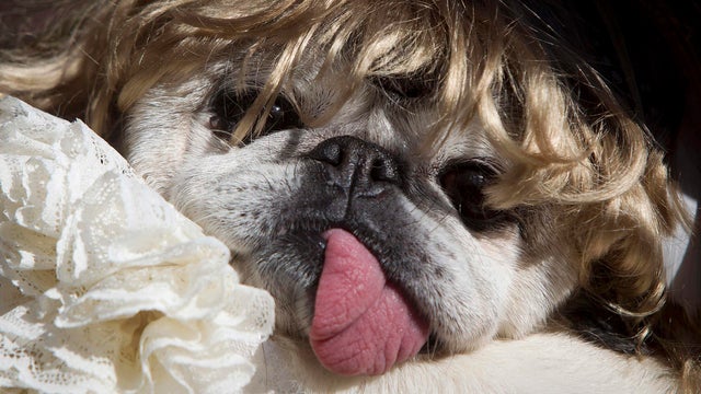 Halloween 2014: Dogs on parade 