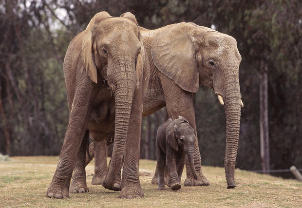 Baby Elephant Joins Herd at Wild Animal Park san diego zoo 