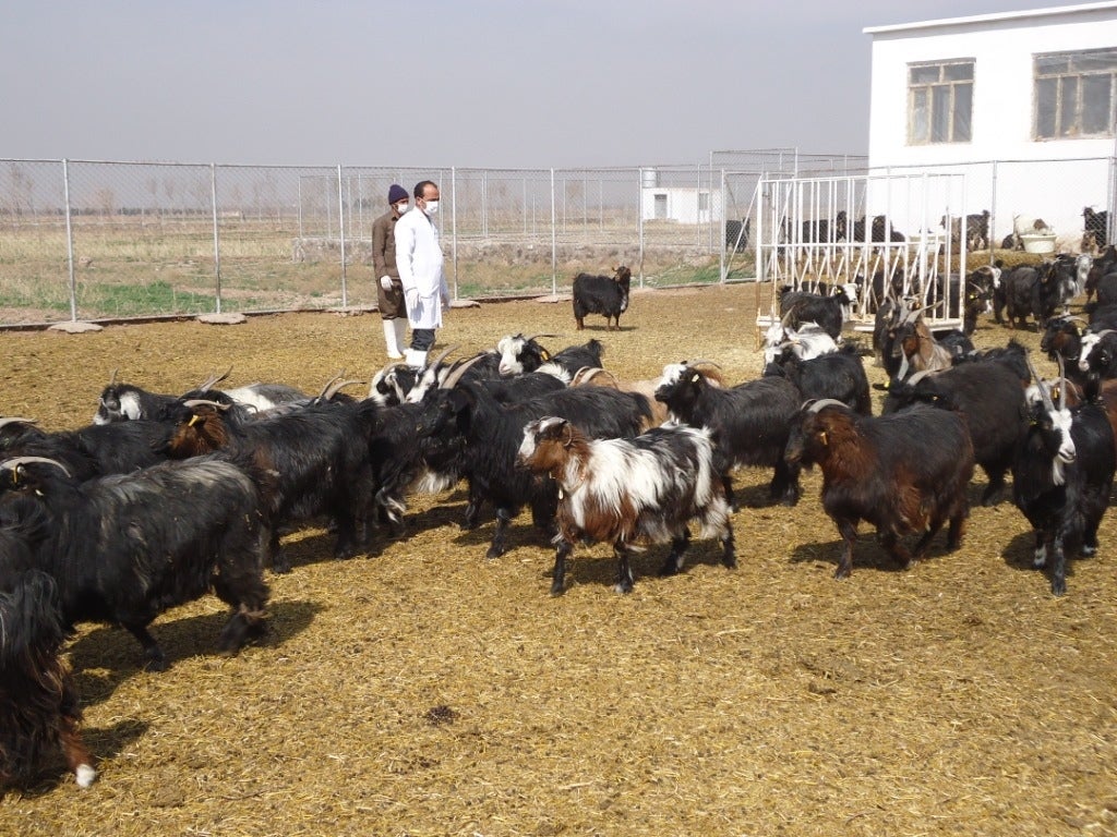 Why the Pentagon is helping raise baby goats - CBS News