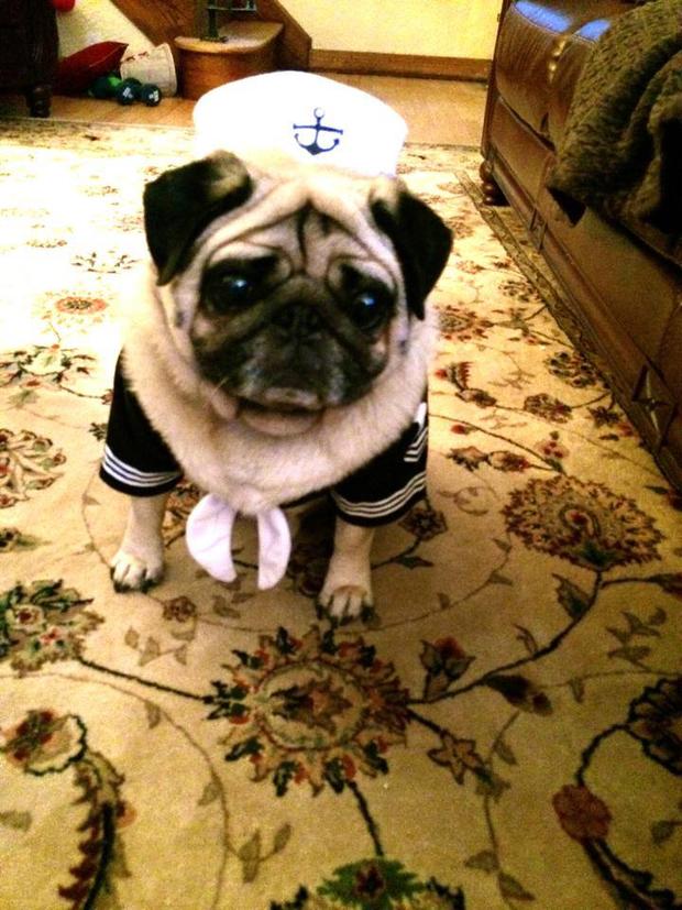 ozzy-brauer-is-a-sailor-for-hallowen-photo-from-donna-brauer.jpg 