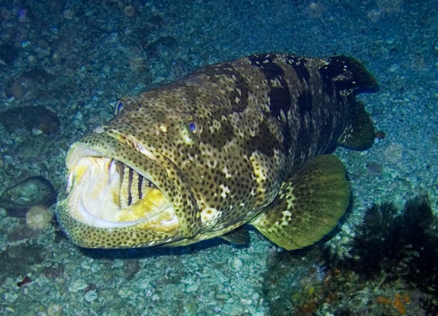 epinephelusmalabaricus.jpg 