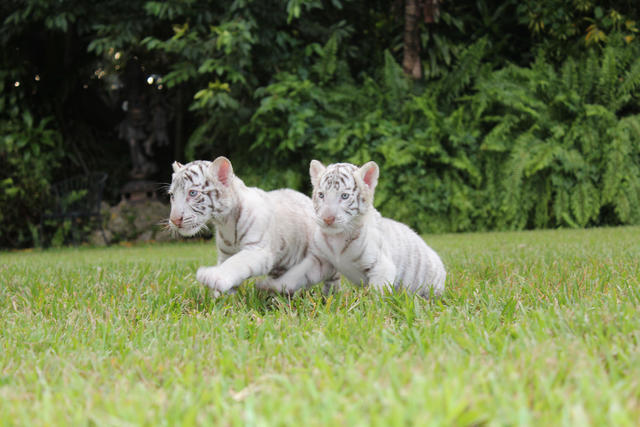 Meet Ivory the Fantasy White Baby Tiger Cub Companion!