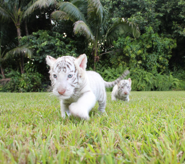 Baby White Tigers 3 