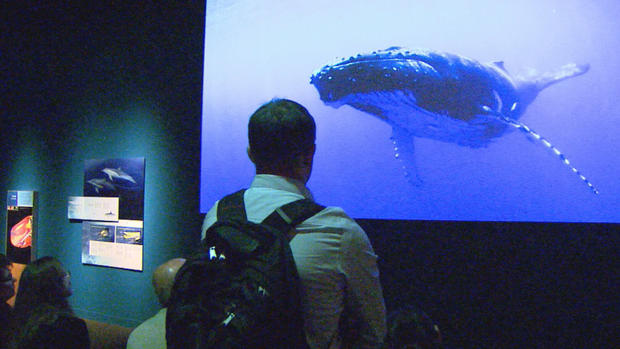 The Whales Exhibit 