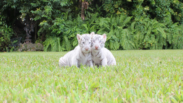 baby-white-tigers-1-credit-jungle-island.jpg 