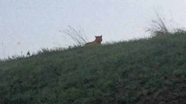 Suspected tiger on the loose in Montevrain, Paris 