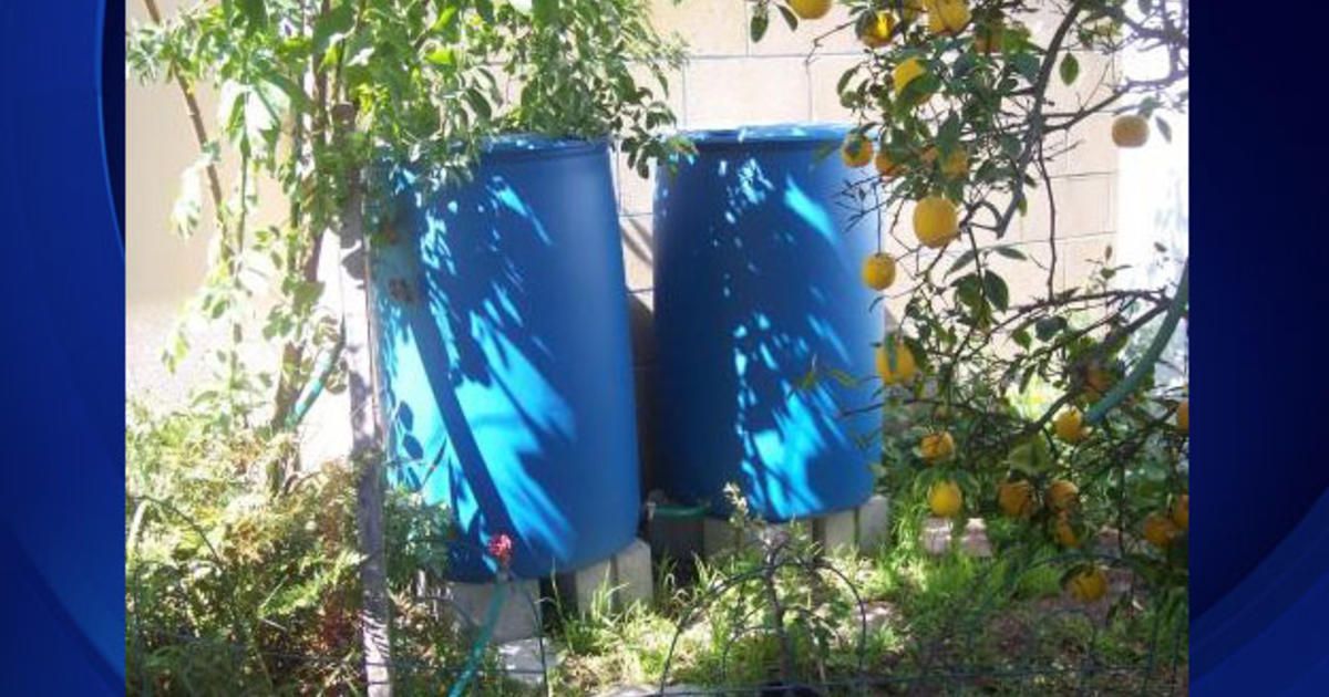 Mayor s Office To Give Out Rebates As Rain Barrel Supply Dries Up CBS 