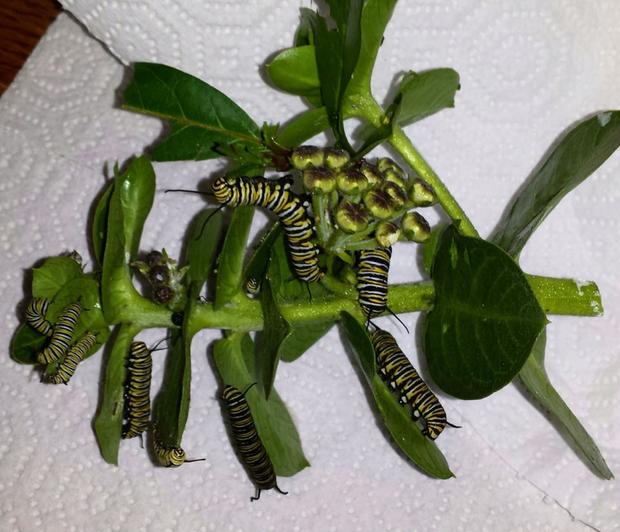 caterpillars_monarch_milkweed 
