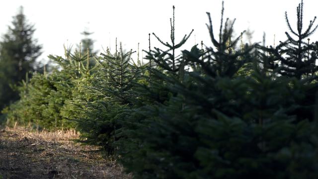 Ugly Tree Helps Pennsylvania Town Find True Meaning of Christmas