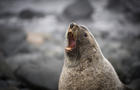 fur seal 