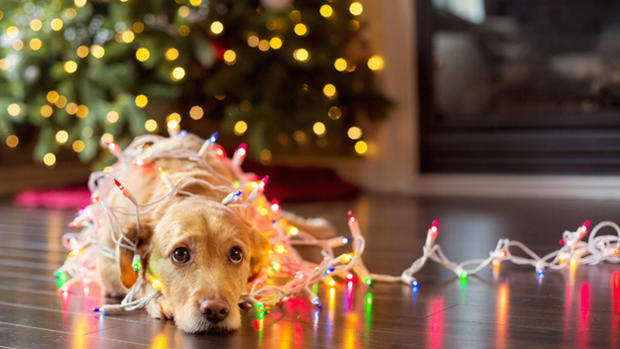 Cutest Holiday Pets 