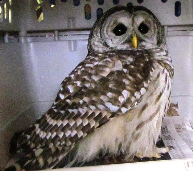 Barred owl Framingham 