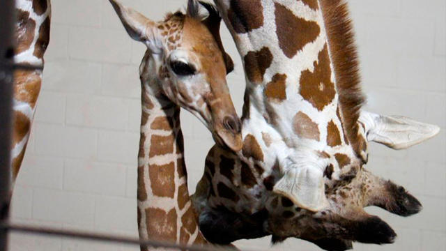 baby-giraffe-at-como-zoo.jpg 
