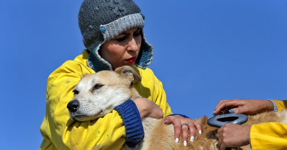 Iran's only dog shelter struggles to provide for canines