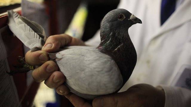pigeon95821946.jpg 