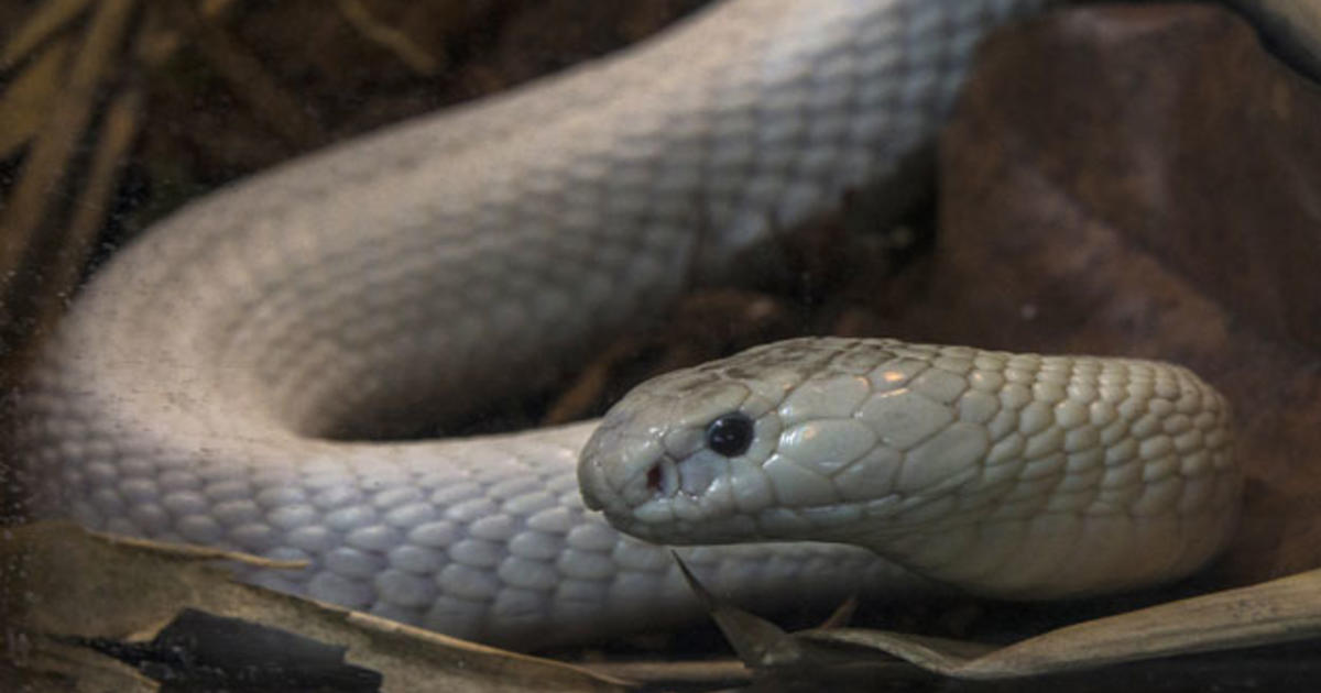 Rare, deadly albino cobra slithers into home during rainstorm in India