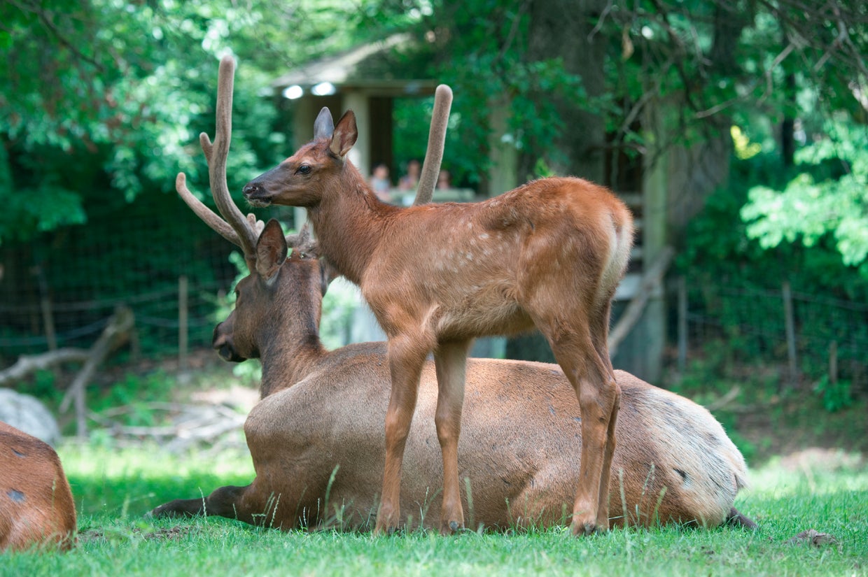 julie-larsen-maher-9531roosevelt-elk-and-calfqz07-09-14.jpg 