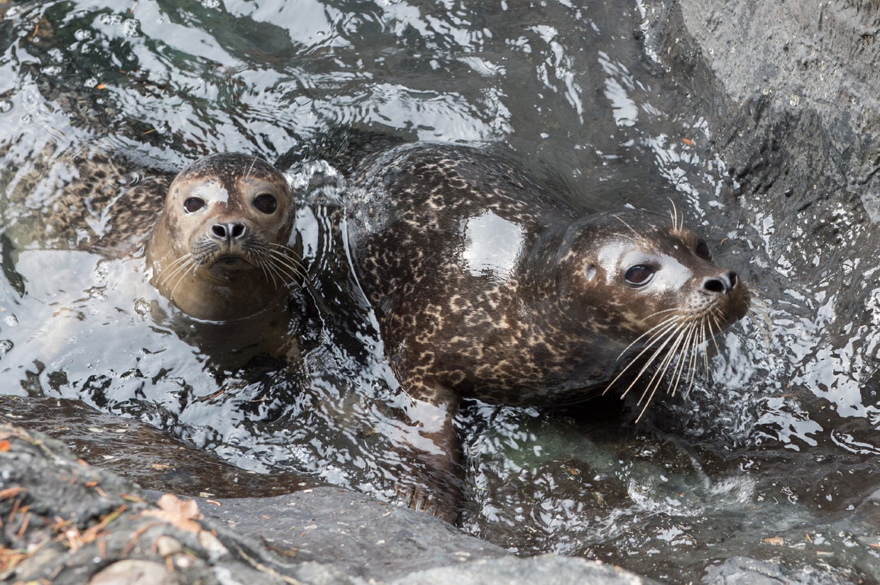julie-larsen-maher2647harbor-sealscpz12-11-14.jpg 