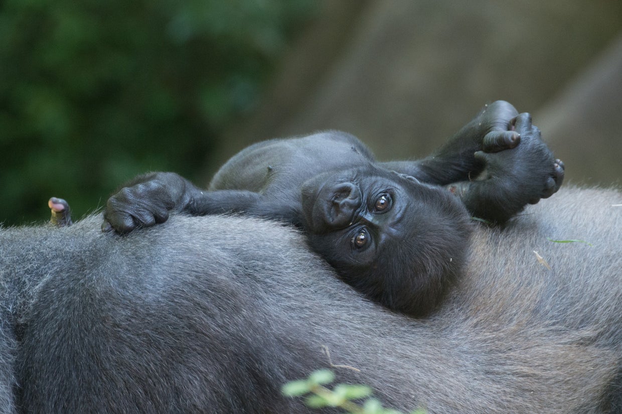 julie-larsen-maher0456western-lowland-gorillas-julia-and-tuti-and-babiesconbz07-11-14hr.jpg 