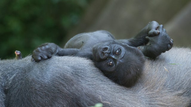julie-larsen-maher0456western-lowland-gorillas-julia-and-tuti-and-babiesconbz07-11-14hr.jpg 