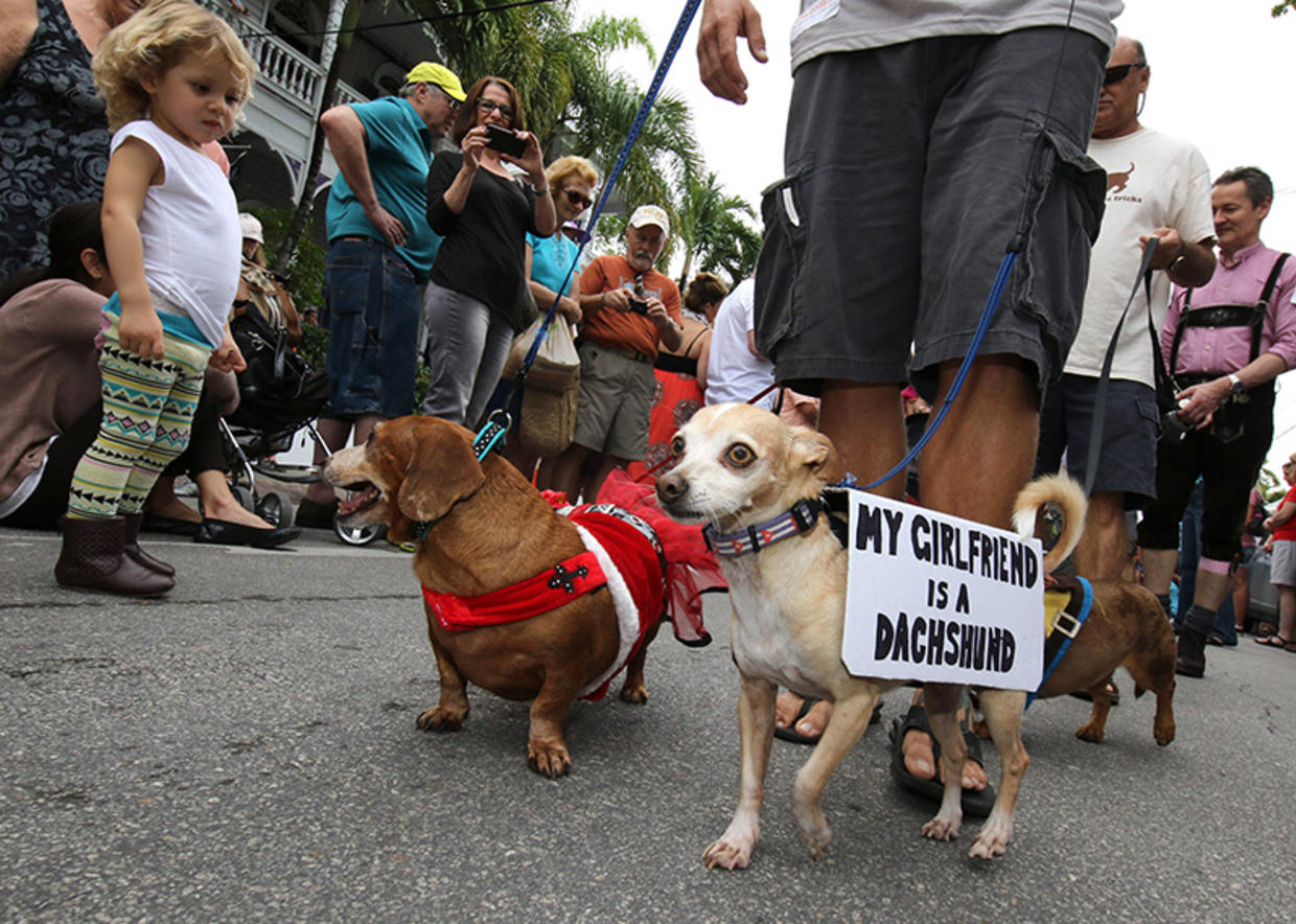 Dachshund Walk Is Canine Kickoff To Key West New Year's Eve CBS Miami
