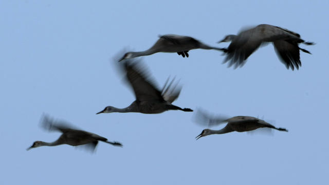 sandhill-cranes.jpg 