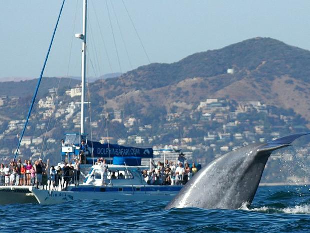 Dana Point Whale Watching photo Barry Curtis Captain Dave's Dolphin &amp; Whale Safari 