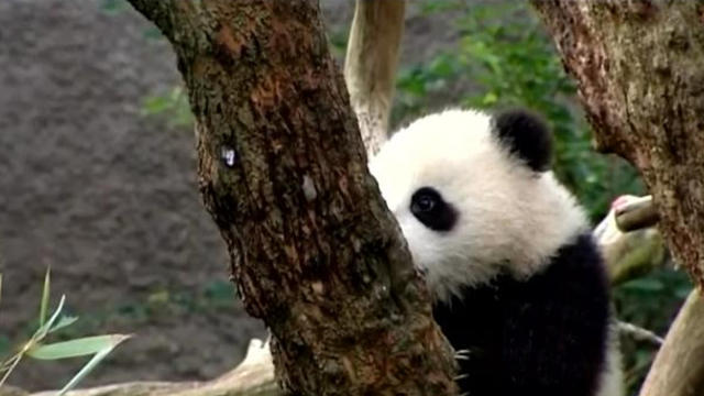 panda-black-and-white.jpg 