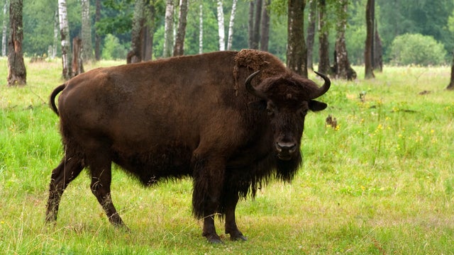 ​File photo of a Heck bull 