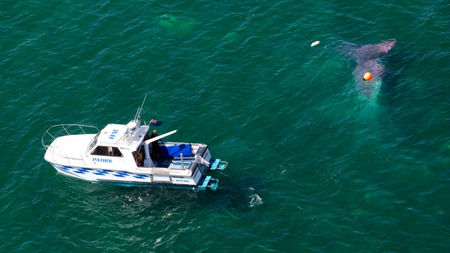 A police boat circles a crashed skydiving plane in Lake Taupo in New Zealand 
